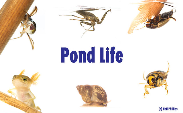 pond-life
