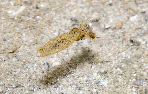 IMG_9065 pygmy squid (idiosepius) with shrimp prey