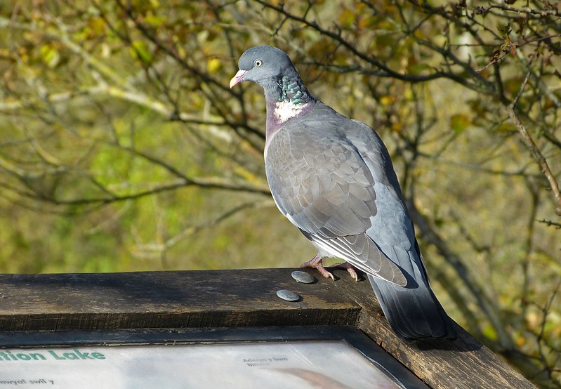 P1060248 - Wood Pigeon, Cosmeston