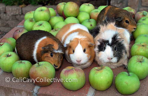 Guinea pigs eating apples