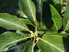 Lauraceae