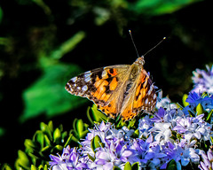 Butterfllys and Insects