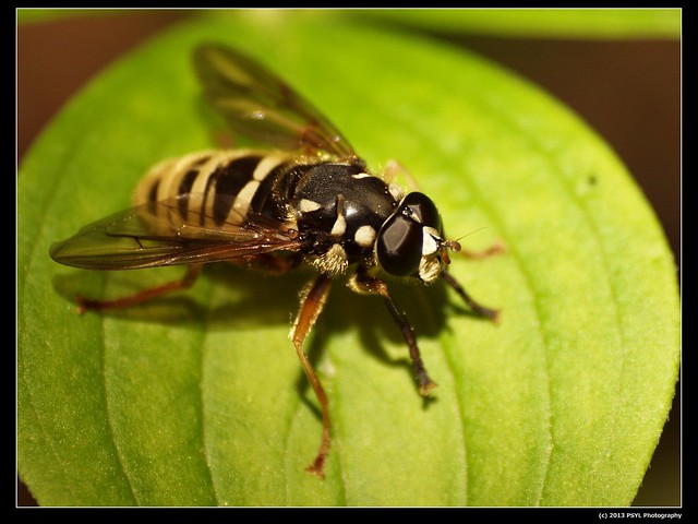 Yellowjacket-mimic fly (Temnostoma alternans)