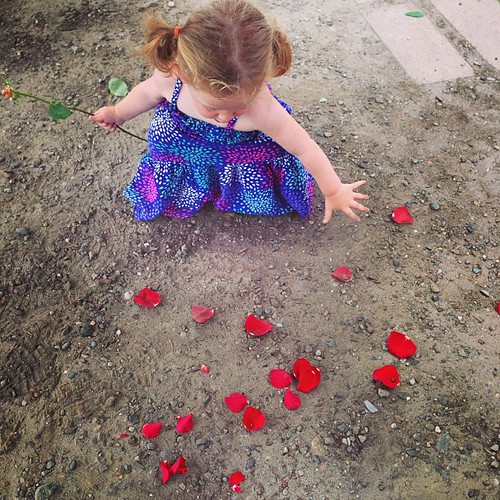 Red, white or red #fmsphotoaday Rose Destruction! Some sweet lady gave Molly a rose. 5 seconds later she destroyed it.