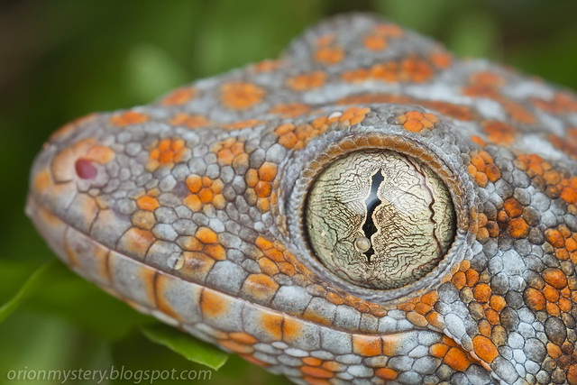 IMG_9850 copy Tokay Gecko (Gekko gecko)