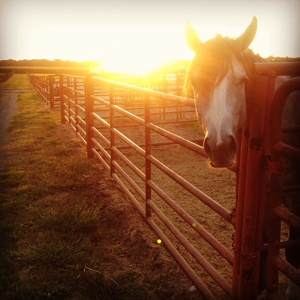Chillin' on This Perfect Evening #horse #stable