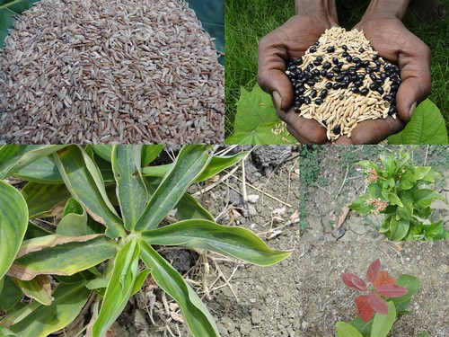 Indigenous Medicinal Rice Formulations for Diabetes and Cancer Complications, Heart, Spleen and Kidney Diseases (TH Group-109 special) from Pankaj Oudhia’s Medicinal Plant Database by Pankaj Oudhia