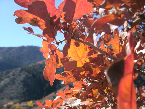 Gambel oak red, fall 2013