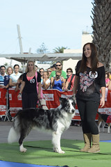 I Concurso de Belleza Canina en Melilla