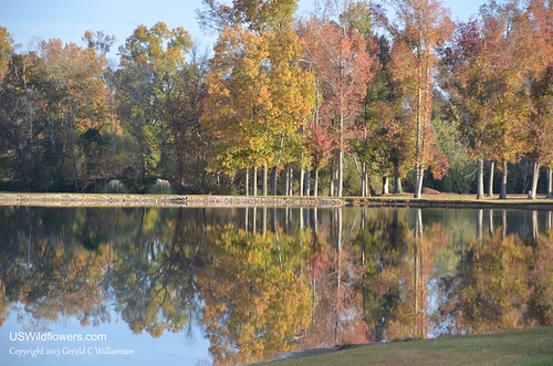 Reflections of Fall (2)
