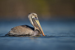 Pelicans, Cormorants, & Allies