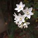First Paperwhites 2013 (Narcissus papyraceus) - 03