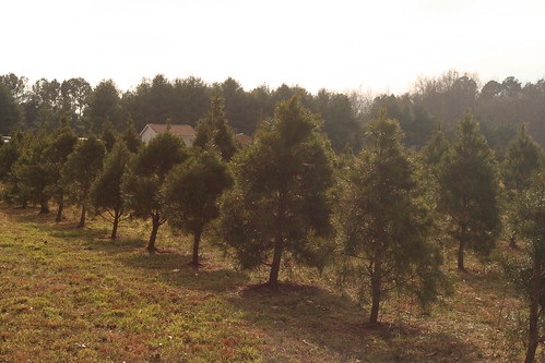 Tree2013 (2)