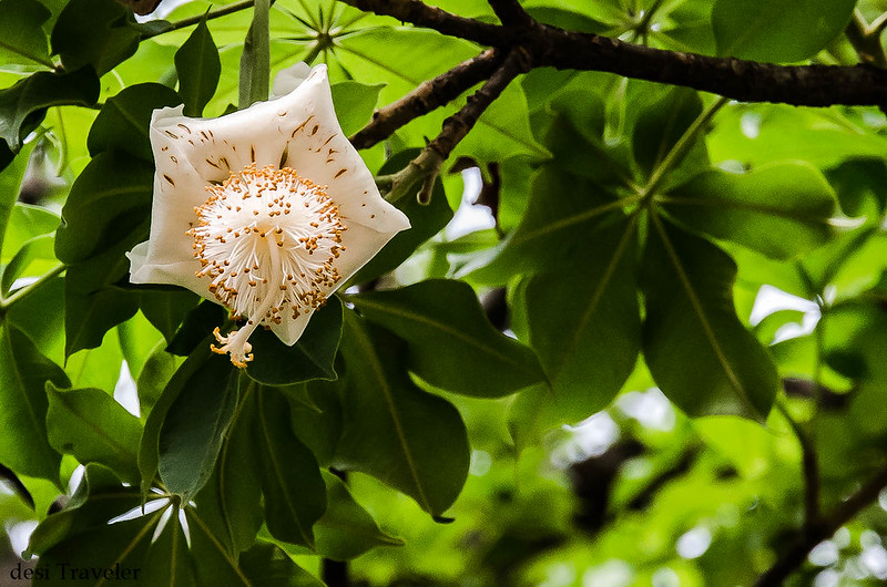 flower of baobab tree