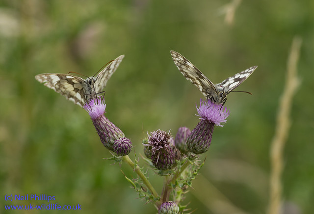 marbled white butterfly-2