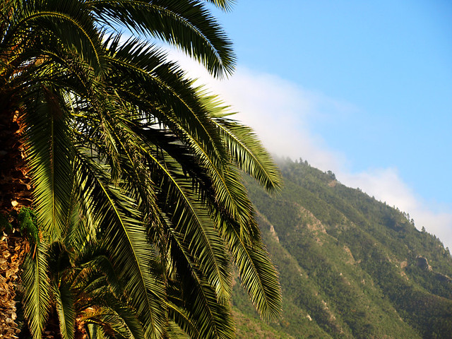 Palm Tree, Tenerife