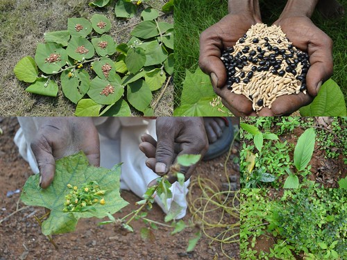 Indigenous Medicinal Rice Formulations for Diabetes and Cancer Complications, Heart and Liver Diseases (TH Group-106 special) from Pankaj Oudhia’s Medicinal Plant Database by Pankaj Oudhia