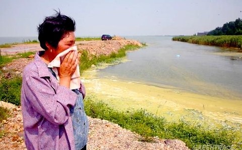 太湖水域的生態系統被嚴重破壞，20年來中國投資百億，但收效甚微。圖片來源：綠色和平