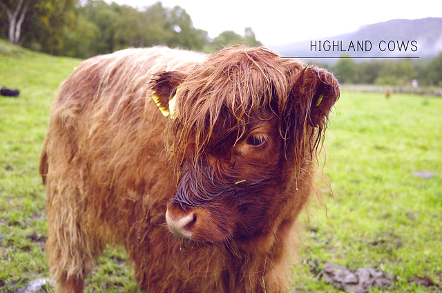 Highland Cows | Scotland