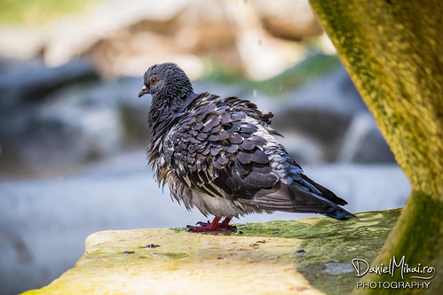 A pigeon on a fountain by Daniel Mihai
