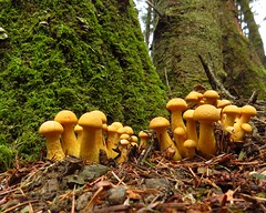 Mushrooms of Mendocino