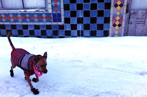 Rosie trotting over to attend Mass, in front of the old Alaska Tile building, wearing her red winter outfit, pink hearts scarf, plaid Christmas jacket, red sweater, and black booties, looking colorful in the snow, downtown Anchorage, Alaska, USA by Wonderlane