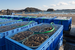 Shellfish Production
