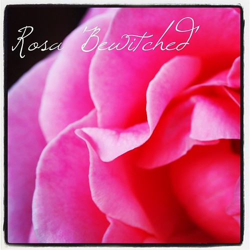 Rosa 'Bewitched'
