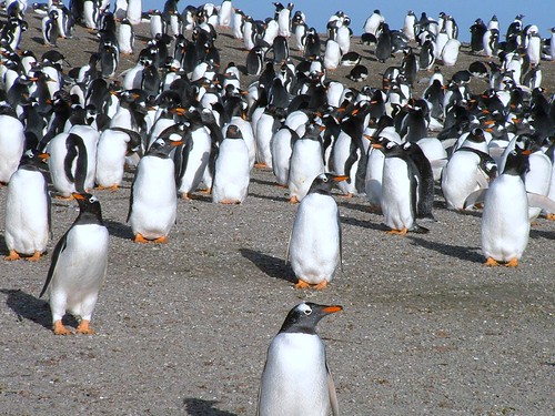 © FIG, Gentoo Penguins 2 by falkland_islands