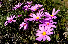 Pink Daisies - West Coast National Park
