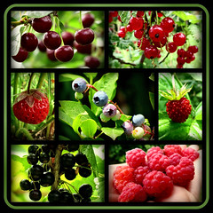 Gartenfrüchte - gardenfruits   