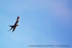 2014-07-14 Swallow-tailed Kites @ Lake Apopka