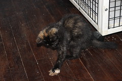 Kittens and Cats at the Crafty Cat Rescue (Ann Arbor, Michigan) - Tuesday August 12, 2014