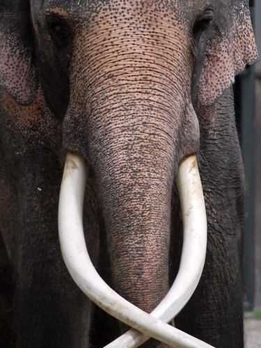 Asian Elephant - Luke