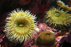  anemone (animal)