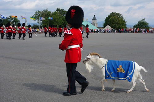 The goat at the changing of the guard