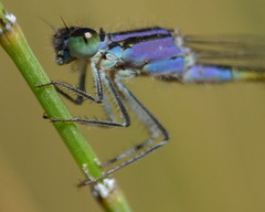 Dragonflies & damselflies - Libélulas y caballitos del diablo
