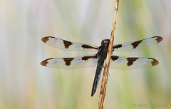 Dragonflies of Owen's Valley and vicinity by Richard Bledsoe