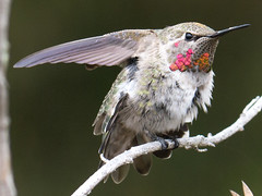 Anna's Hummingbird 8-18-14