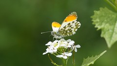 Butterflies - Scotland