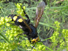 Other Wasps - Scoliidae, Tiphiidae & Sapygidae