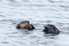 Sea Otter Feeding