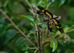 Dragonflies/Damselflies of Sri Lanka
