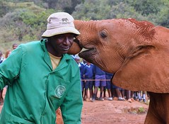 David Sheldrick Wildlife Trust and Elephant Orphanage.