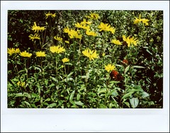 Instax 210 and Instax Wide film