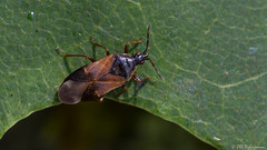 Heteroptera: Anthocoridae