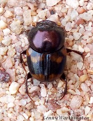 Dung Beetles of Thailand (Scarabaidae, Coprinae)