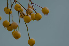 Yellow Berries