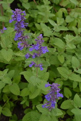 NEPETA 'Hill Grounds'