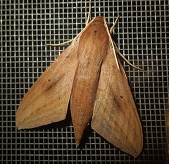 Pale Brown Hawk Moth (Theretra latreillii)